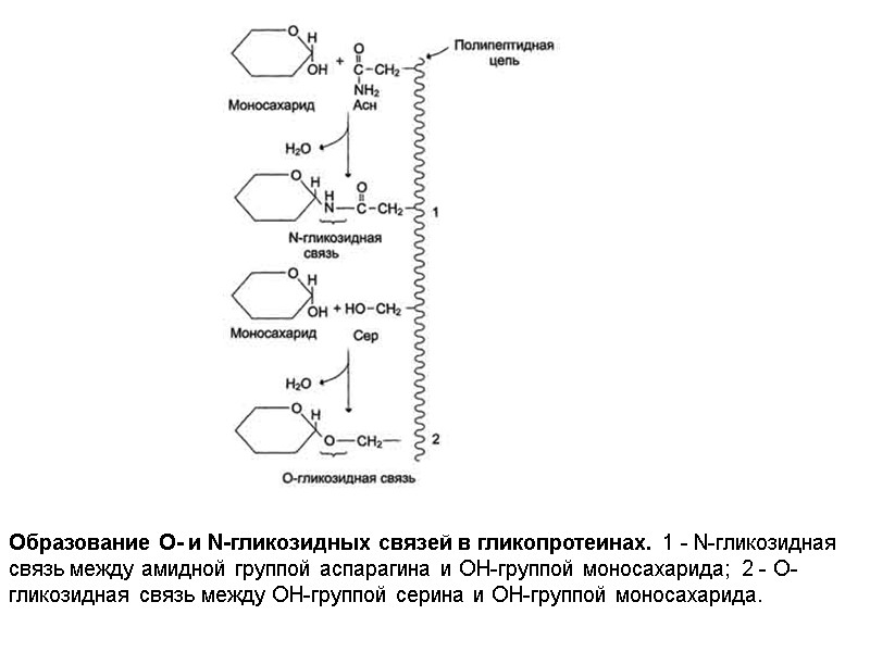 Образование О- и N-гликозидных связей в гликопротеинах. 1 - N-гликозидная связь между амидной группой